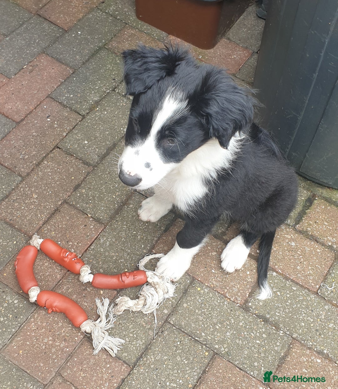 Border Collie dogs for sale: Male and female looking for loving home - Advert 4