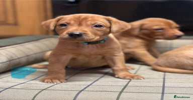 Labrador Retriever dogs Gorgeous KC Red Labrador Pups - Advert 2