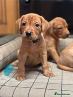 Labrador Retriever dogs Gorgeous KC Red Labrador Pups - Advert 2