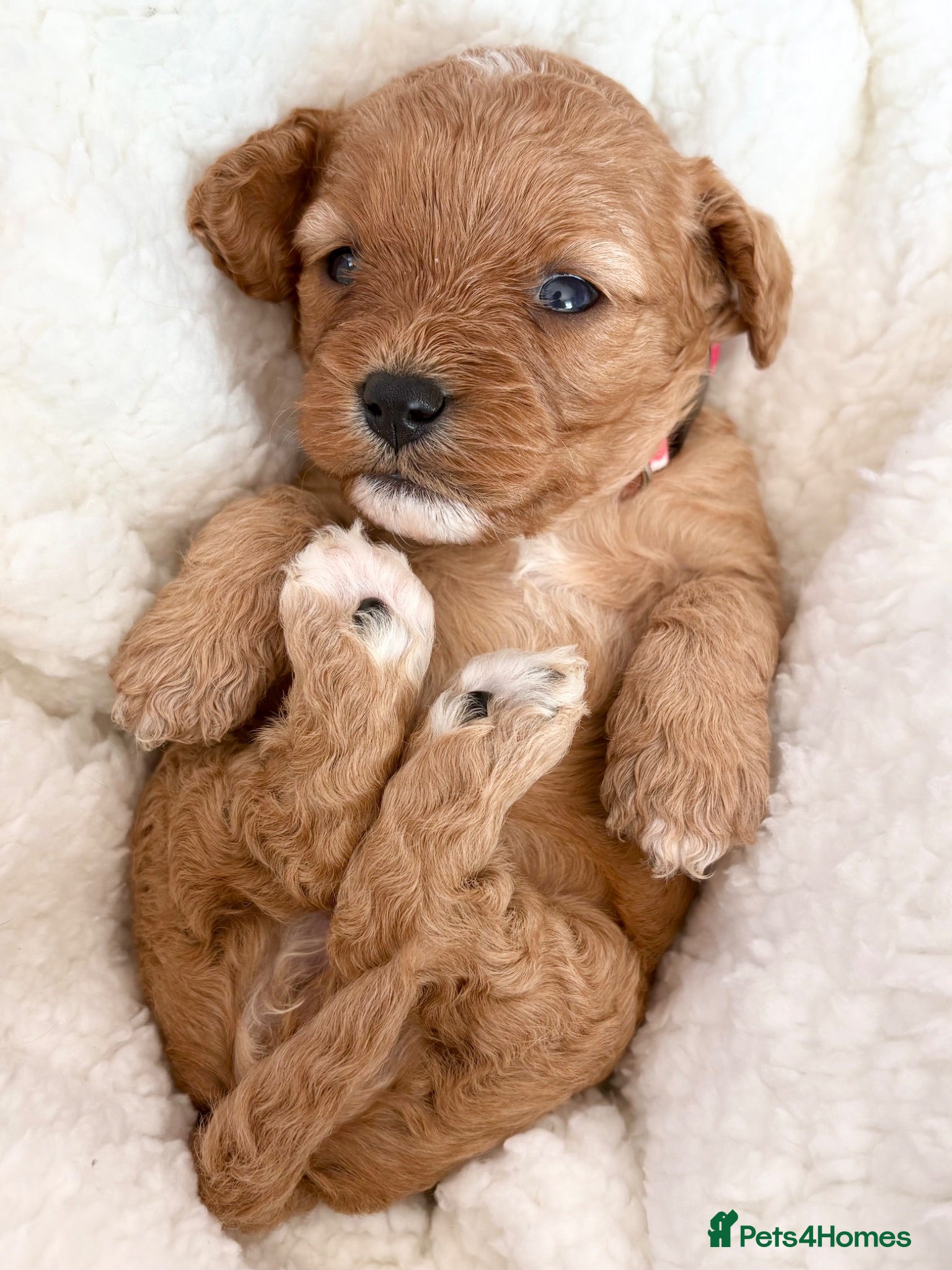Cavapoo dogs Adorable miniature F1 red Cavapoo puppies  - Advert 11