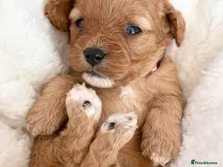 Cavapoo dogs Adorable miniature F1 red Cavapoo puppies - Advert 1