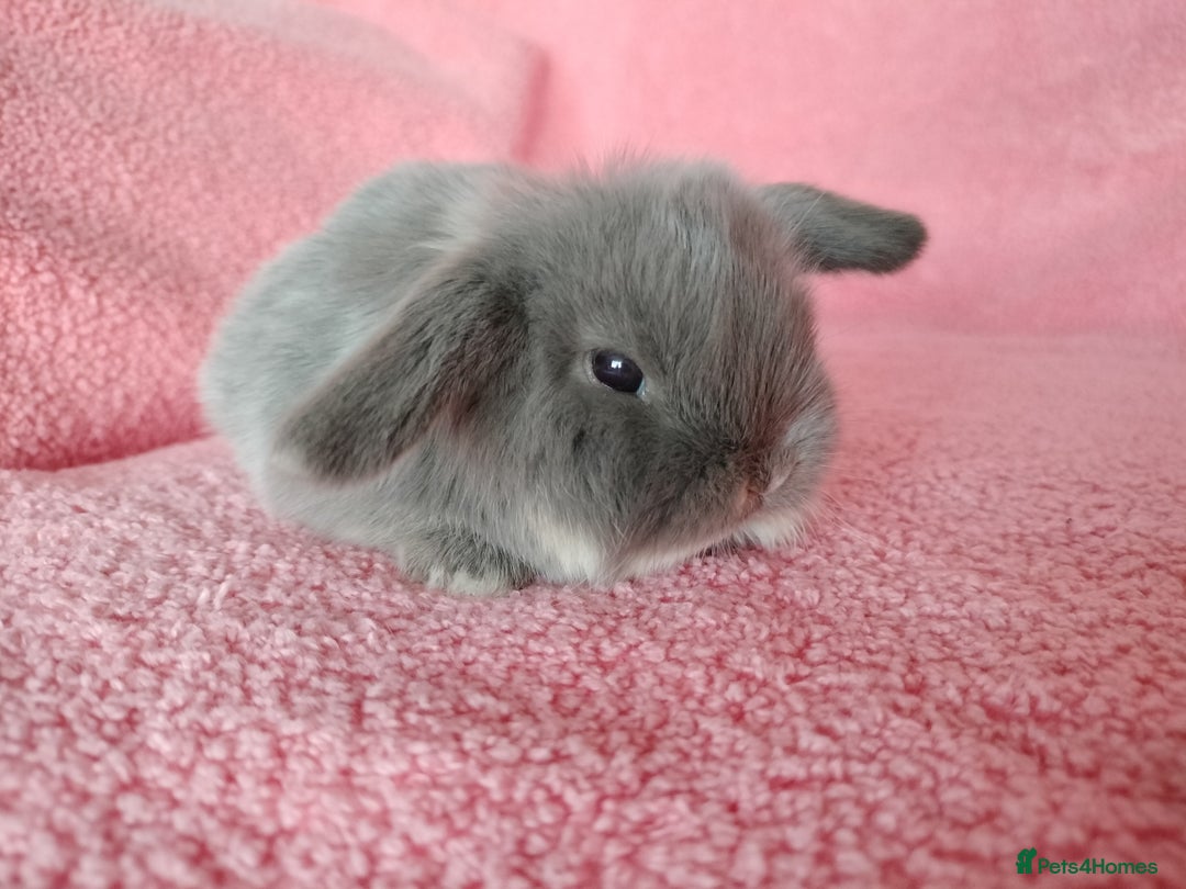 Mini Lop rabbits for sale: Baby mini lops for sale  - Advert 4