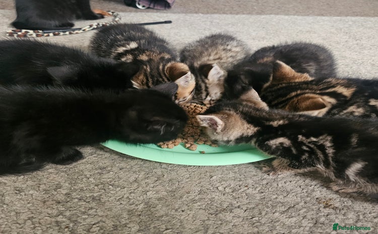 Bengal cats - Advert 2