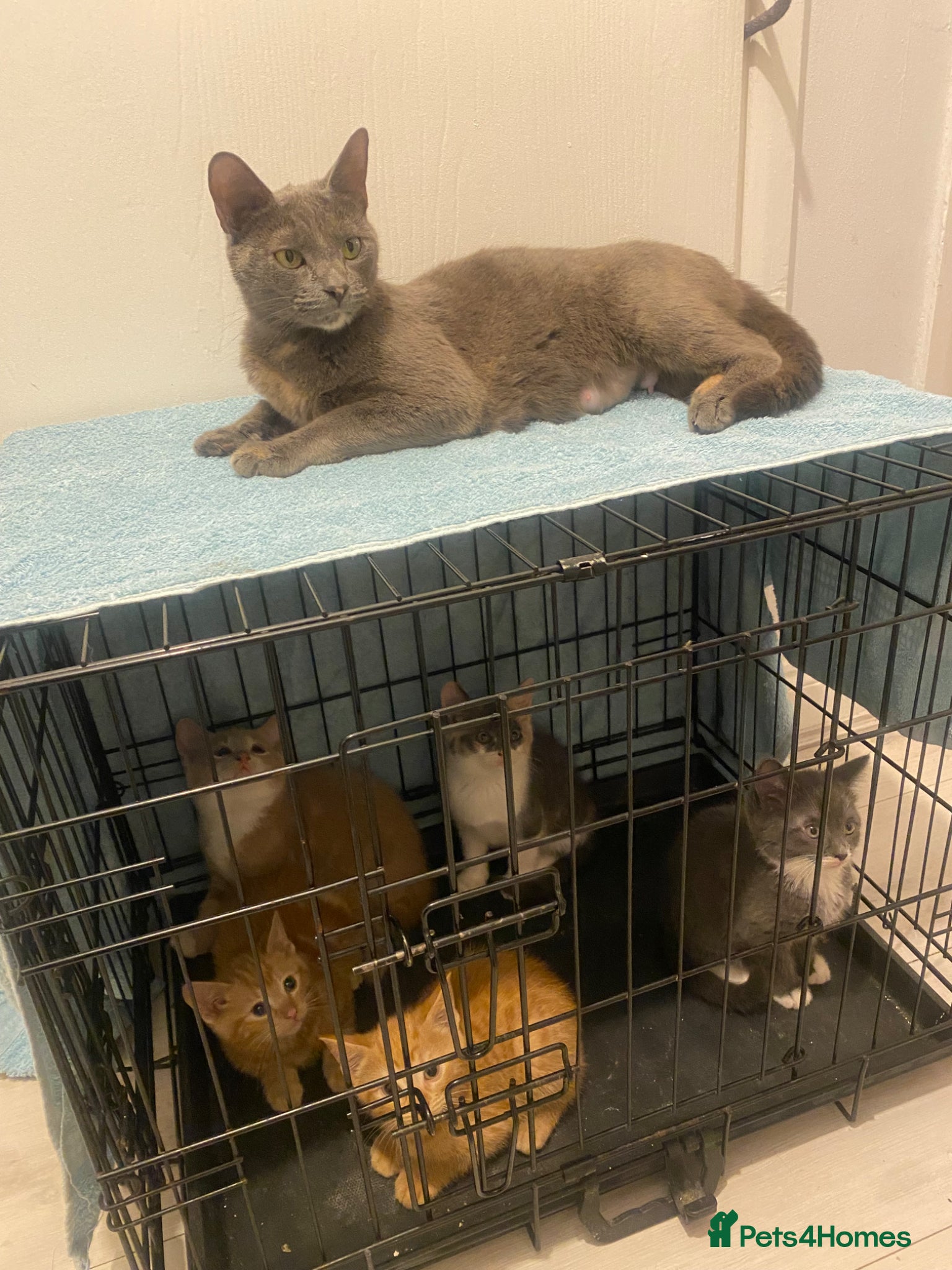 Russian Blue cats for sale: Beautiful litter of Mixed Russian blue kittens - Advert 2