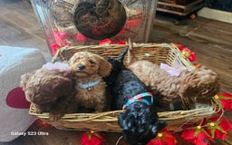 Miniature Poodle dogs for sale: Kc reg outstanding miniature Poodles in Stourbridge - Image 13