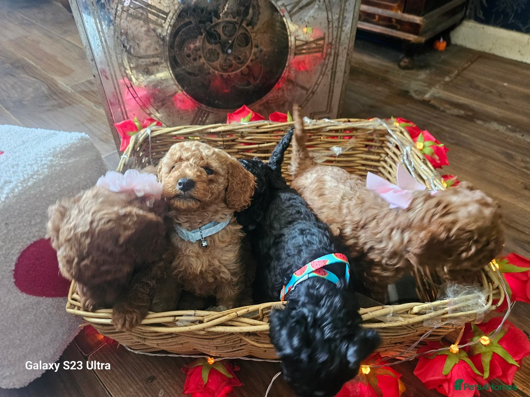 Miniature Poodle dogs for sale: Kc reg outstanding miniature Poodles in Stourbridge - Image 13