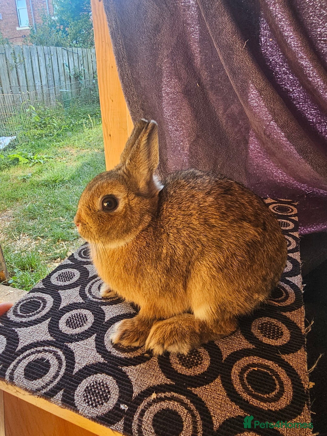 Netherland Dwarf rabbits for sale: Netherland dwarf rabbits bred from show stock  - Image 8
