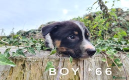 Border Collie dogs for sale: Beautiful farm-bred collie pups - Image 4