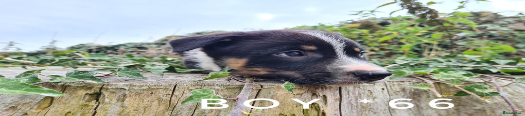 BOY 66