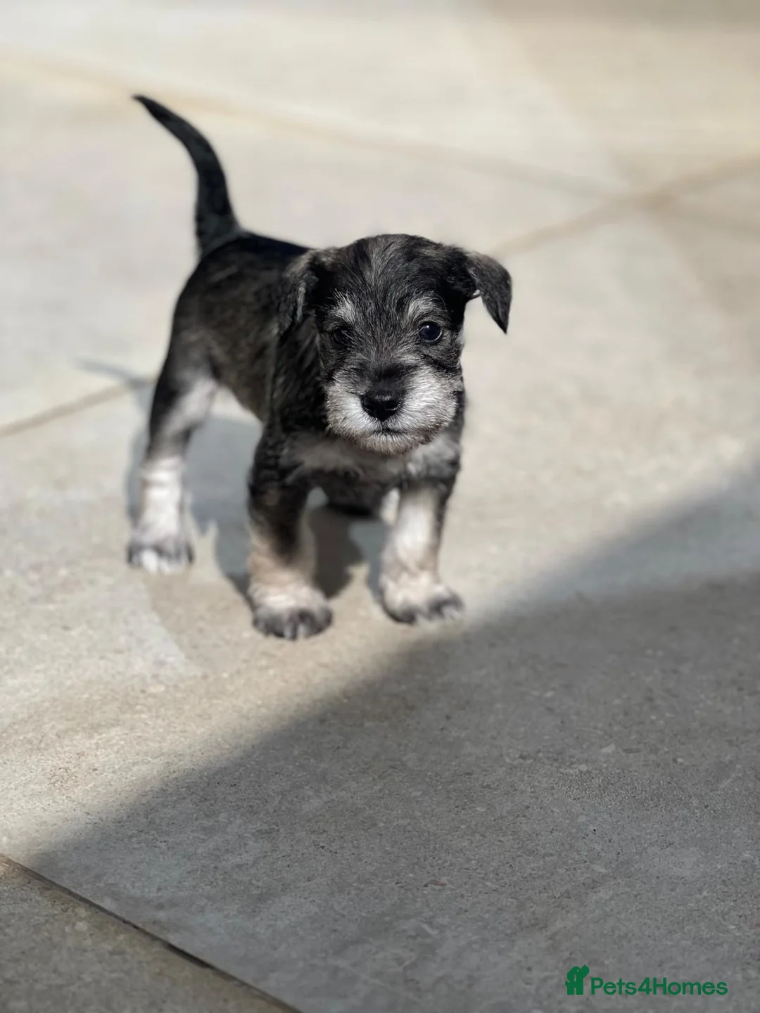 Miniature Schnauzer dogs for sale: SALT and PEPPER MINIATURE SCHNAUZER  - Advert 1