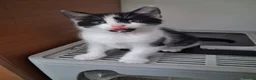 Mixed Breed cats for sale: Kittens  - Advert 3