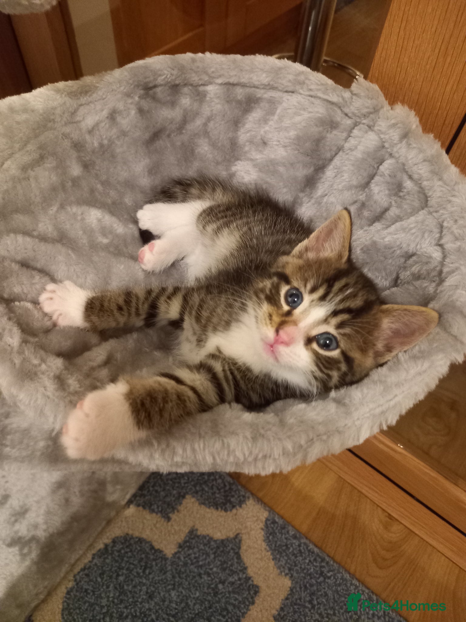 Mixed Breed cats Part ragdoll mixed breed kitten - Advert 1