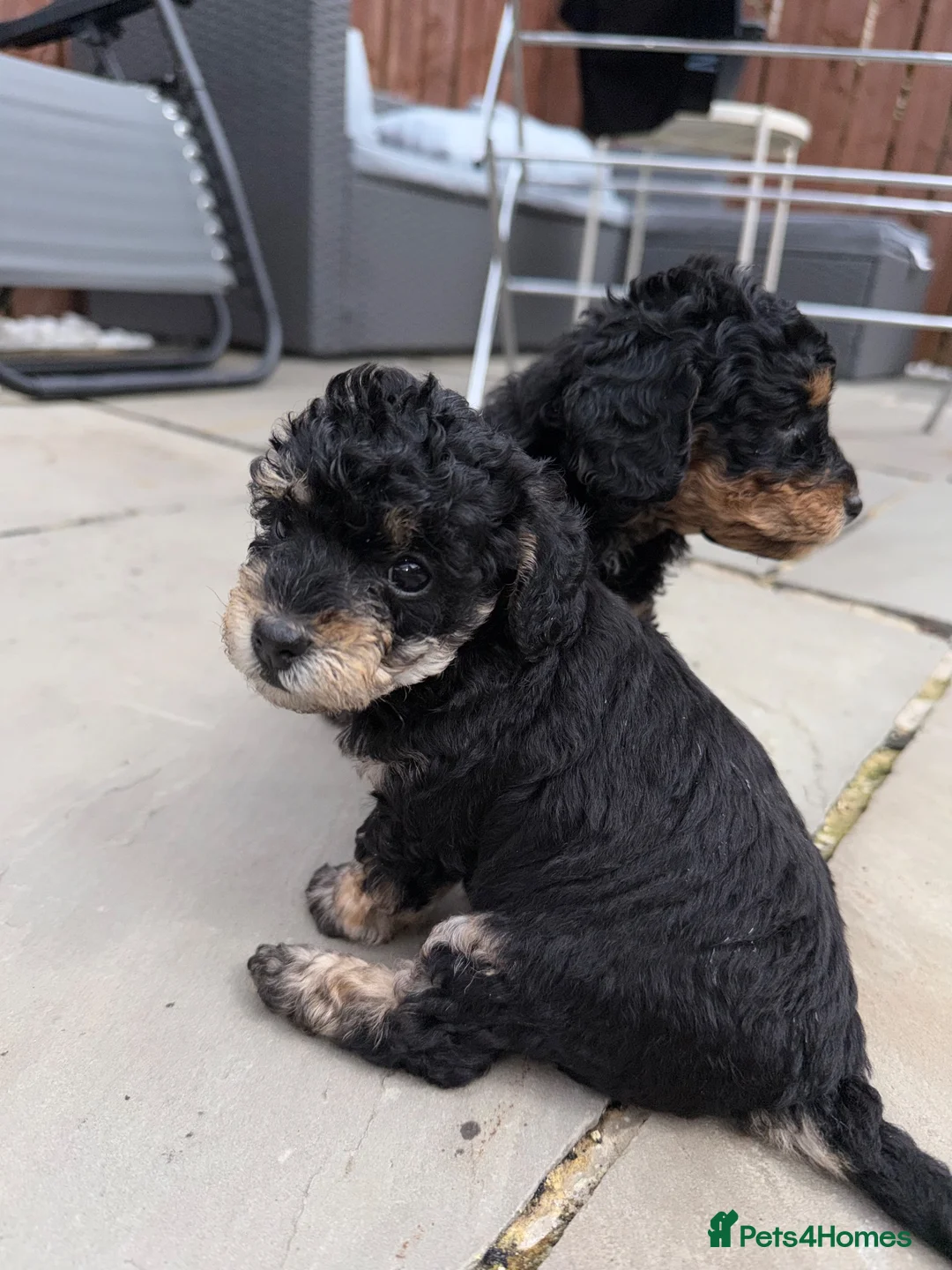 Jackapoo dogs for sale: Jackapoo Puppies - Advert 2
