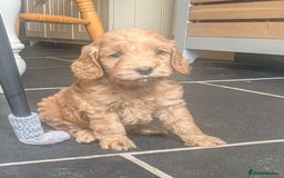 Cockapoo dogs for sale: Beautiful Cockapoo Puppies  - Image 14
