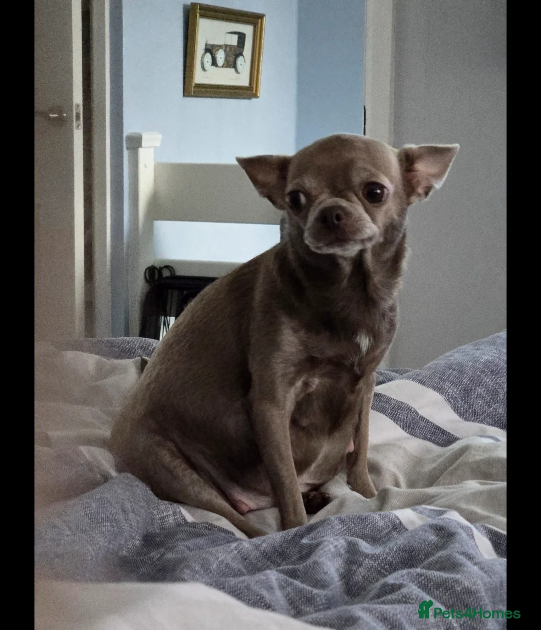 Chihuahua dogs for sale: Chihuahuas Long and short haired - Advert 2