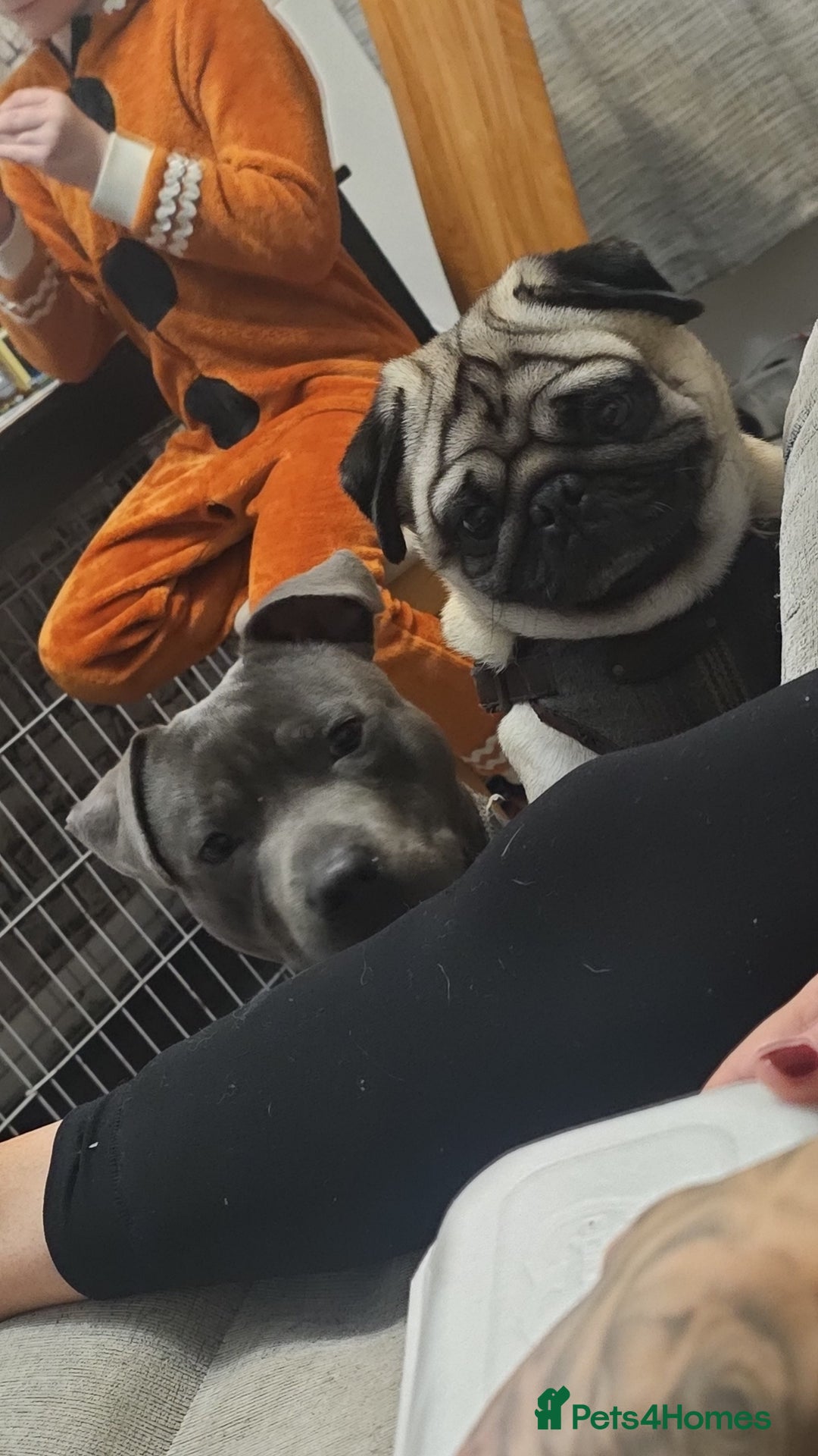 Staffordshire Bull Terrier dogs for stud: Stunning blue staffy for 1st time stud - Image 5