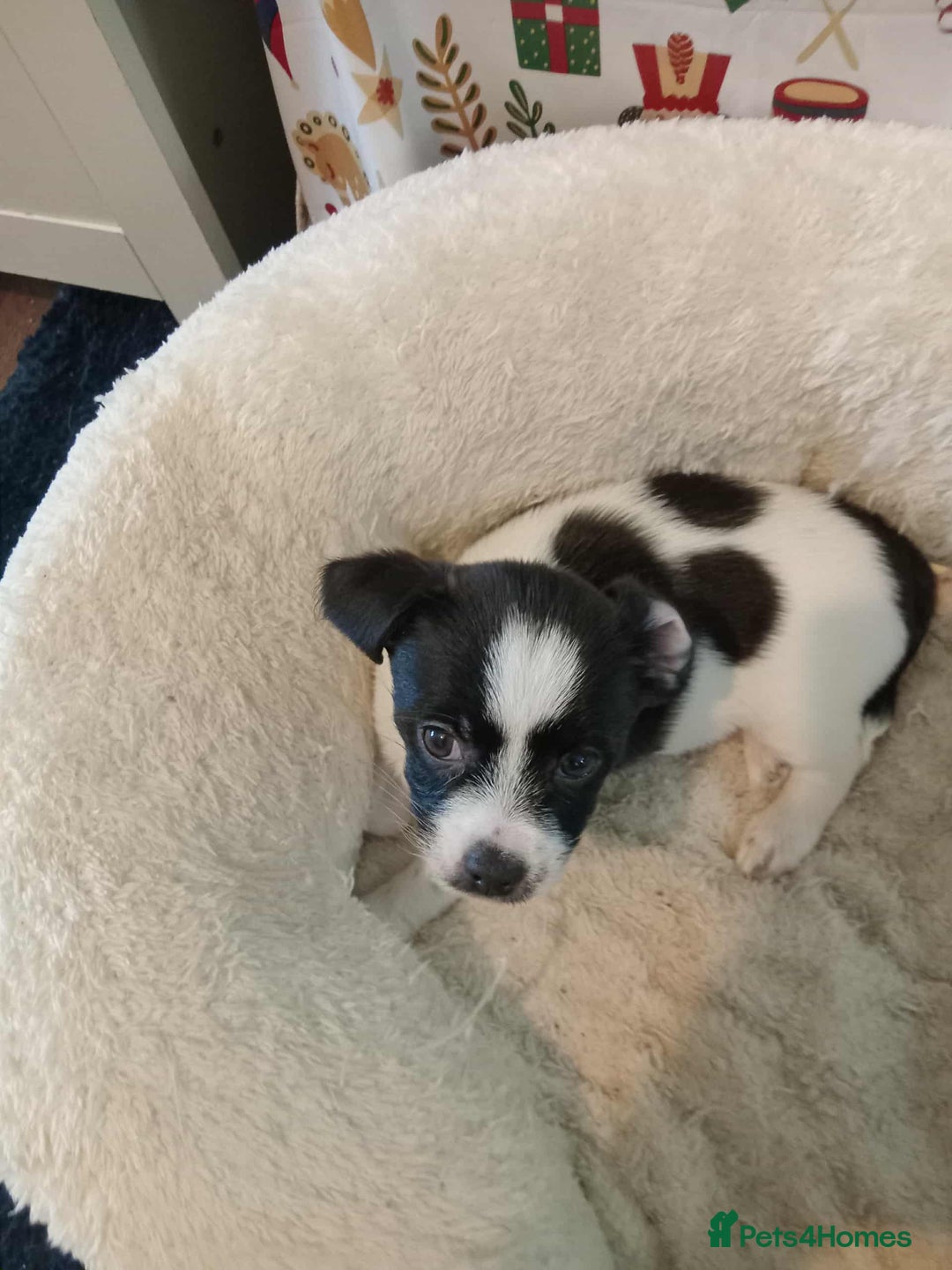 Mixed Breed dogs for sale: I have 2 puppy's for sale  - Image 2