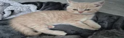 British Shorthair cats for sale: british shorthair & longhair - Advert 3