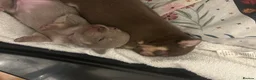 Chihuahua dogs for sale: 4 stunning chihuahua puppies  - Advert 28
