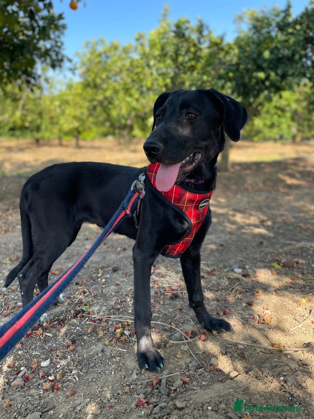 Mixed Breed dogs for adoption: Lovely Leah - Image 19
