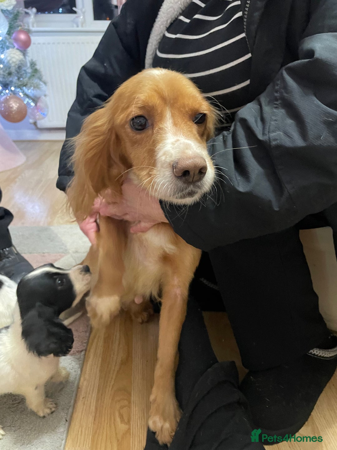 Sprocker dogs for sale: Sprocker Spaniel Puppies - Advert 2