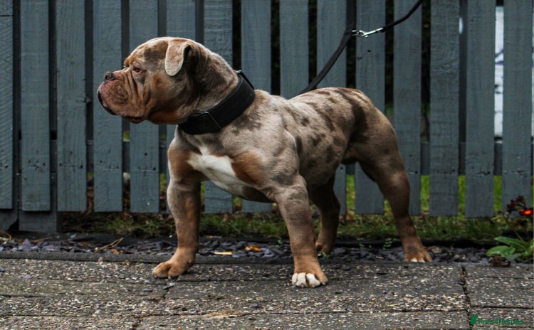 Olde English Bulldogge dogs ❄️ICEMAN❄️ in Nottingham - Advert 8