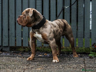 Olde English Bulldogge dogs ❄️ICEMAN❄️ in Nottingham - Advert 2
