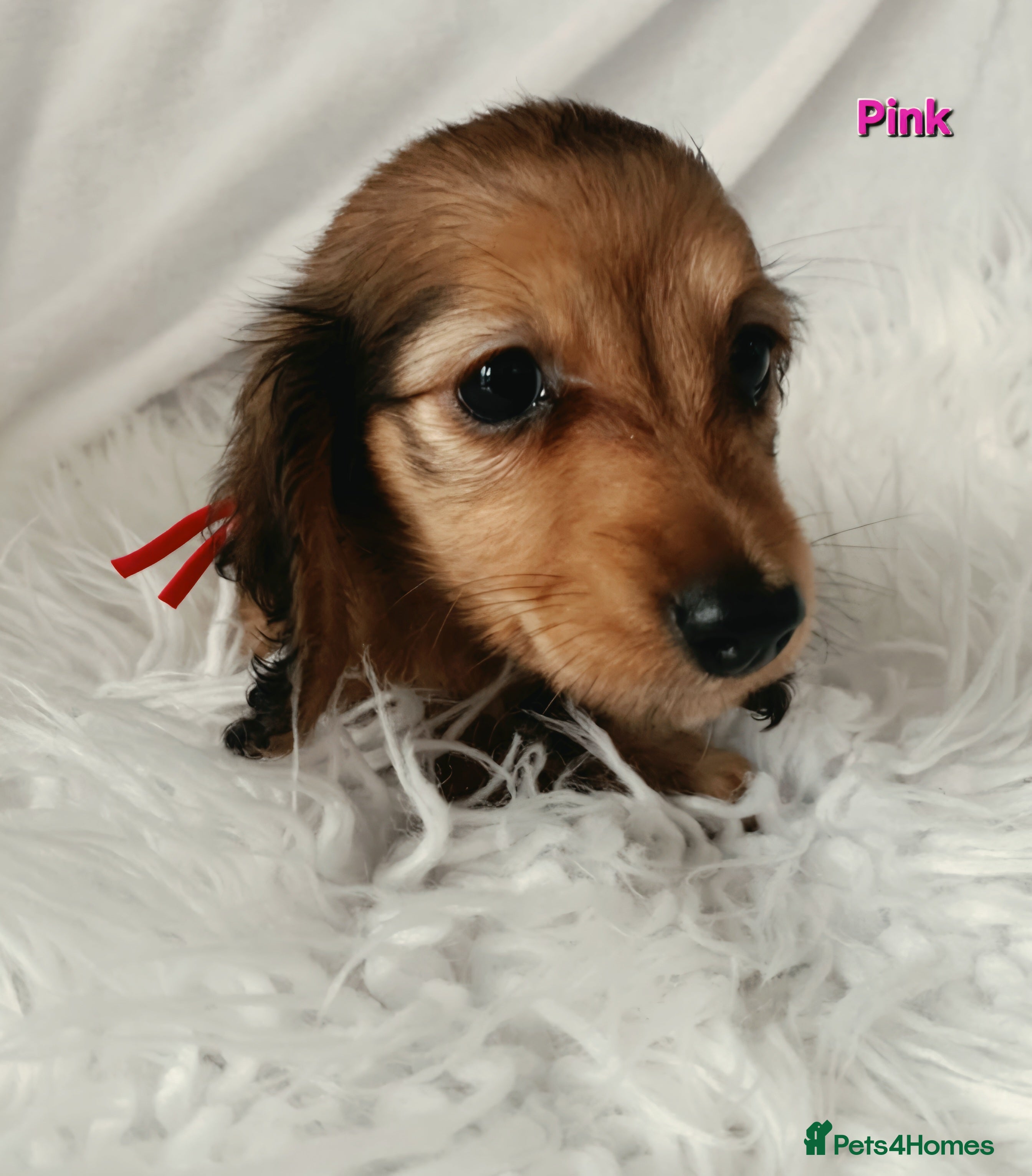 Miniature Dachshund dogs STUNNING KC SHADED RED LONG HAIR - Advert 2