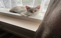 Bengal cats for sale: 8 month old female Bengal  - Image 2
