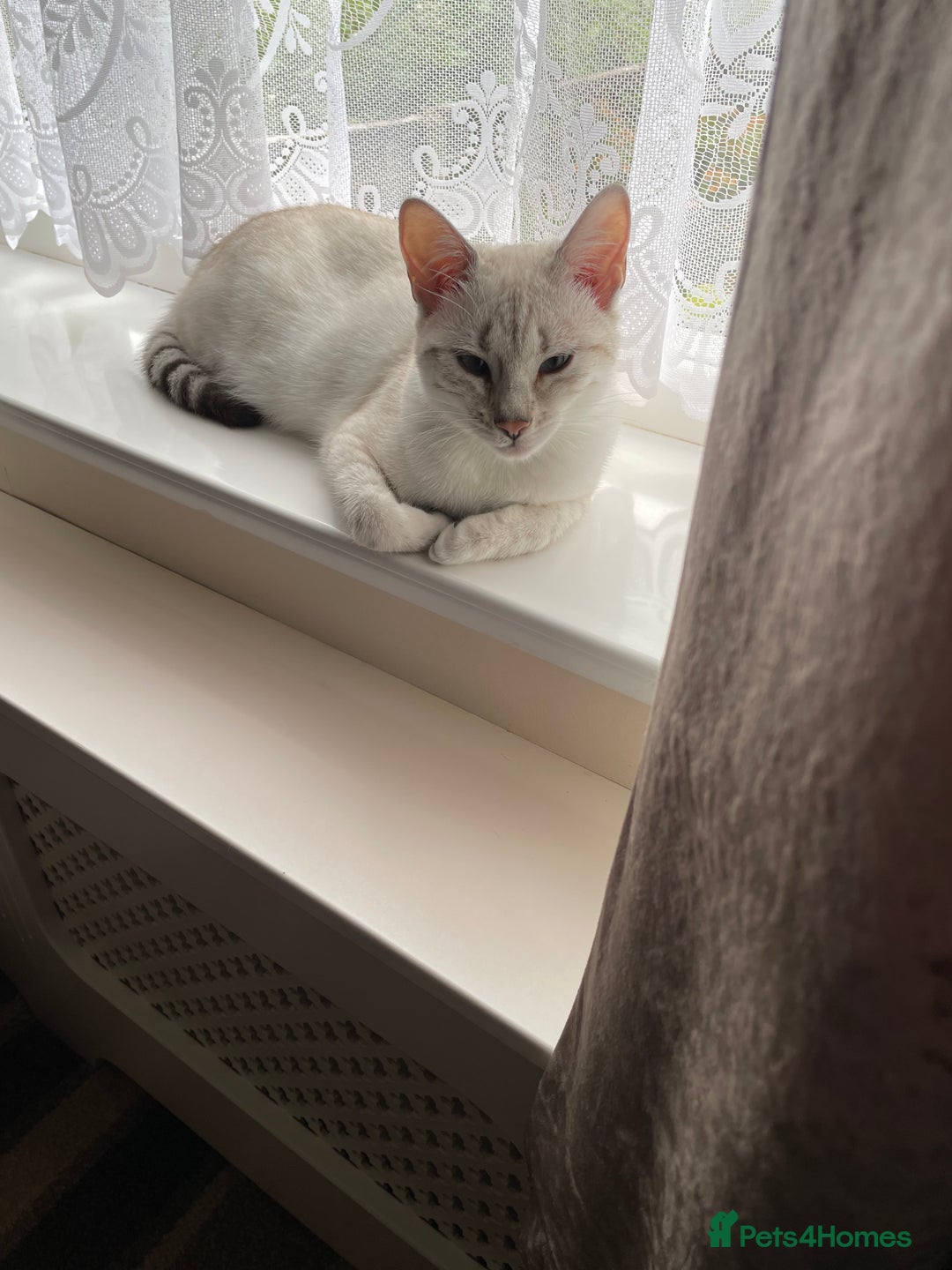 Bengal cats for sale: 8 month old female Bengal  - Image 2