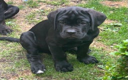 Cane Corso dogs for sale: Full Cane Corso, 1 Black Male remaining  in Newark - Image 33