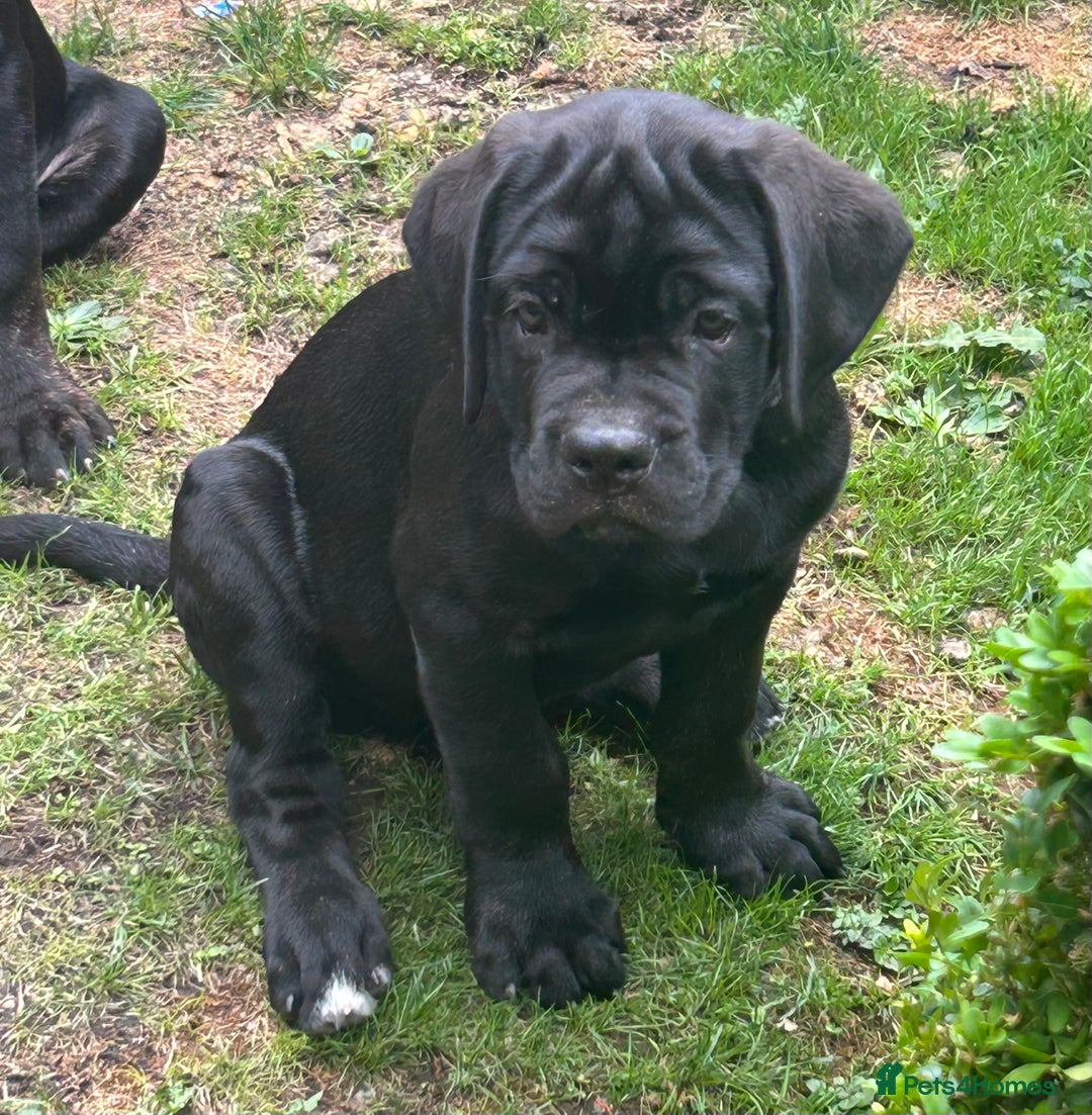 Cane Corso dogs for sale: Full Cane Corso, 1 Black Male remaining  in Newark - Image 33