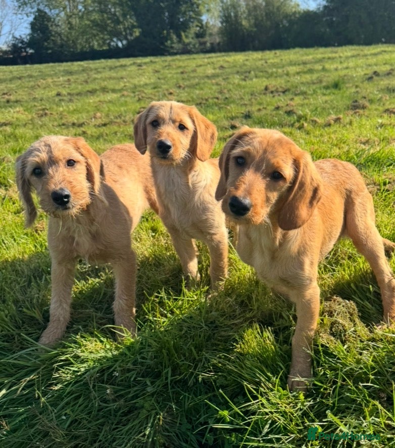 Labradoodle dogs Beautiful health tested Labradoodle Puppies  - Advert 1
