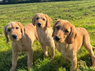 Labradoodle dogs for sale: Beautiful health tested Labradoodle Puppies - Advert 2