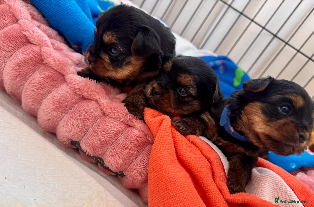 Yorkshire Terrier dogs for sale: yorksire terrier boys - Advert 29