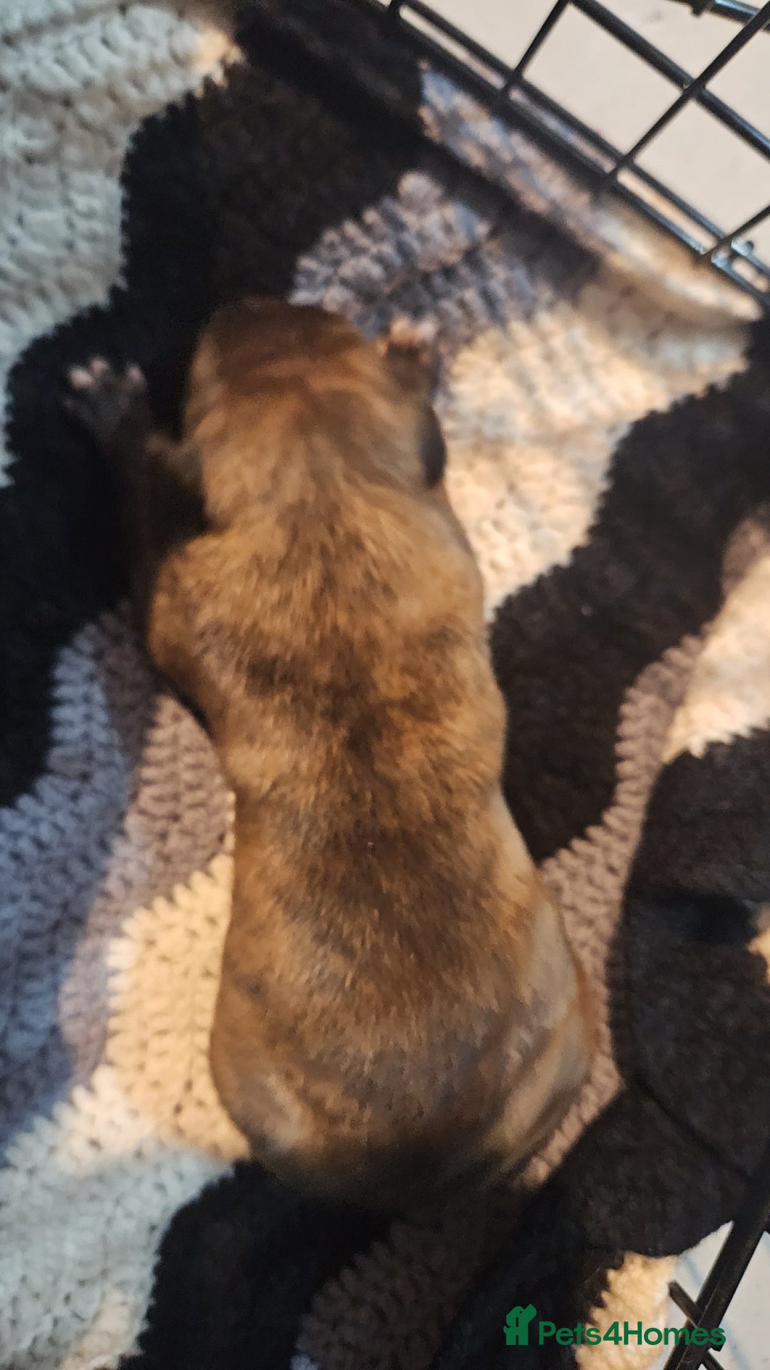 Whippet dogs for sale: 8 beautiful  brindle whippet  - Advert 23