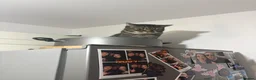 Mixed Breed cats for sale: 3 year old cat up for rehoming  in Lincoln - Advert 6