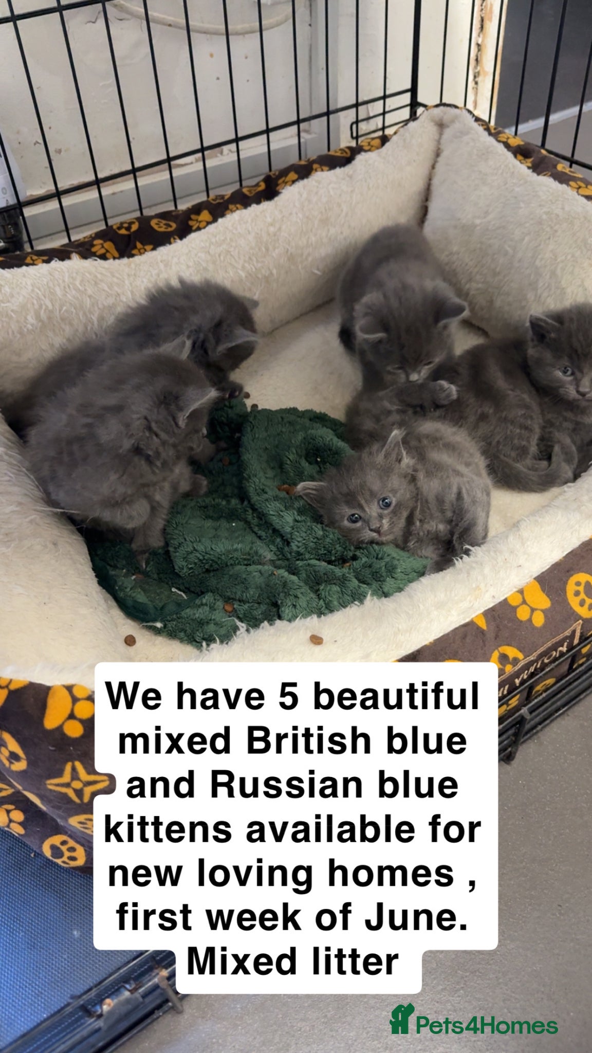 Mixed Breed cats Mixed breed , British blue and Russian  - Advert 2