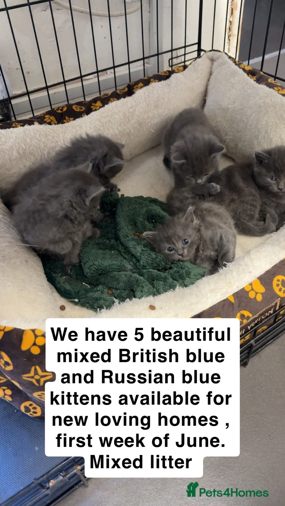Mixed Breed cats for sale: Mixed breed , British blue and Russian  - Advert 1