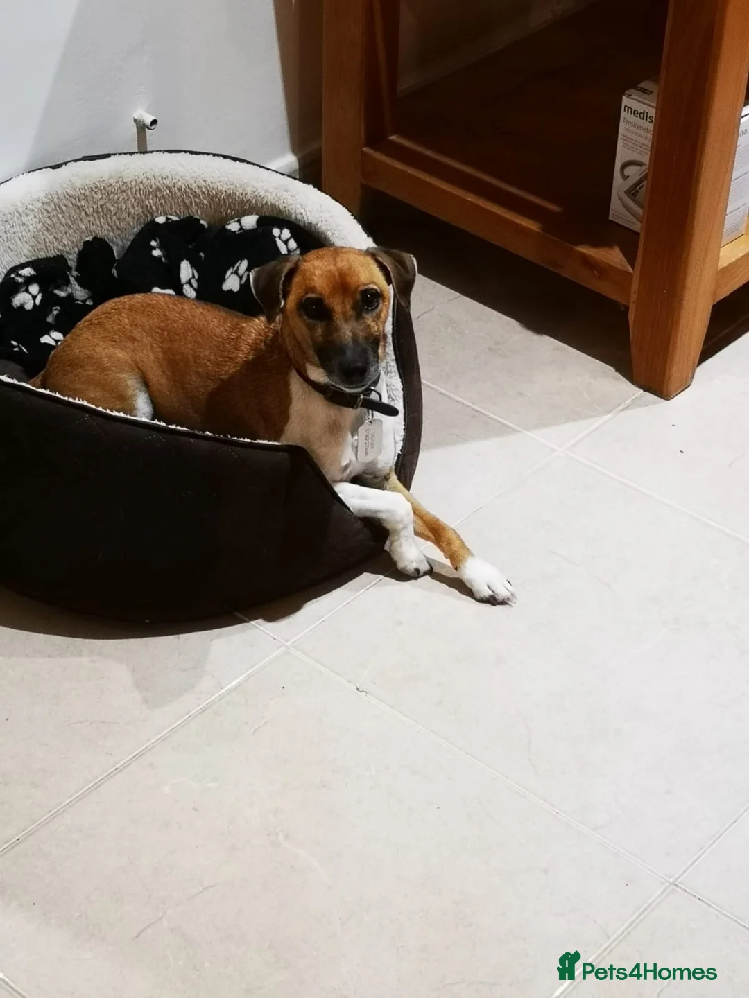 Plummer Terrier dogs for sale: Mr Digger in Romney Marsh - Advert 2