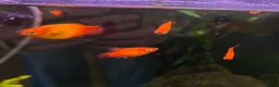 Other/Mixed Breed fish for sale: Tropical fish in need of rehoming  in Epsom - Advert 3