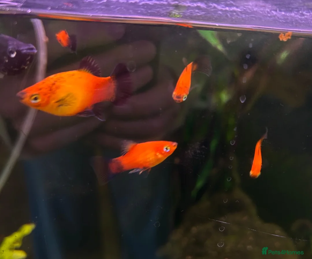 Other/Mixed Breed fish for sale: Tropical fish in need of rehoming  in Epsom - Advert 3