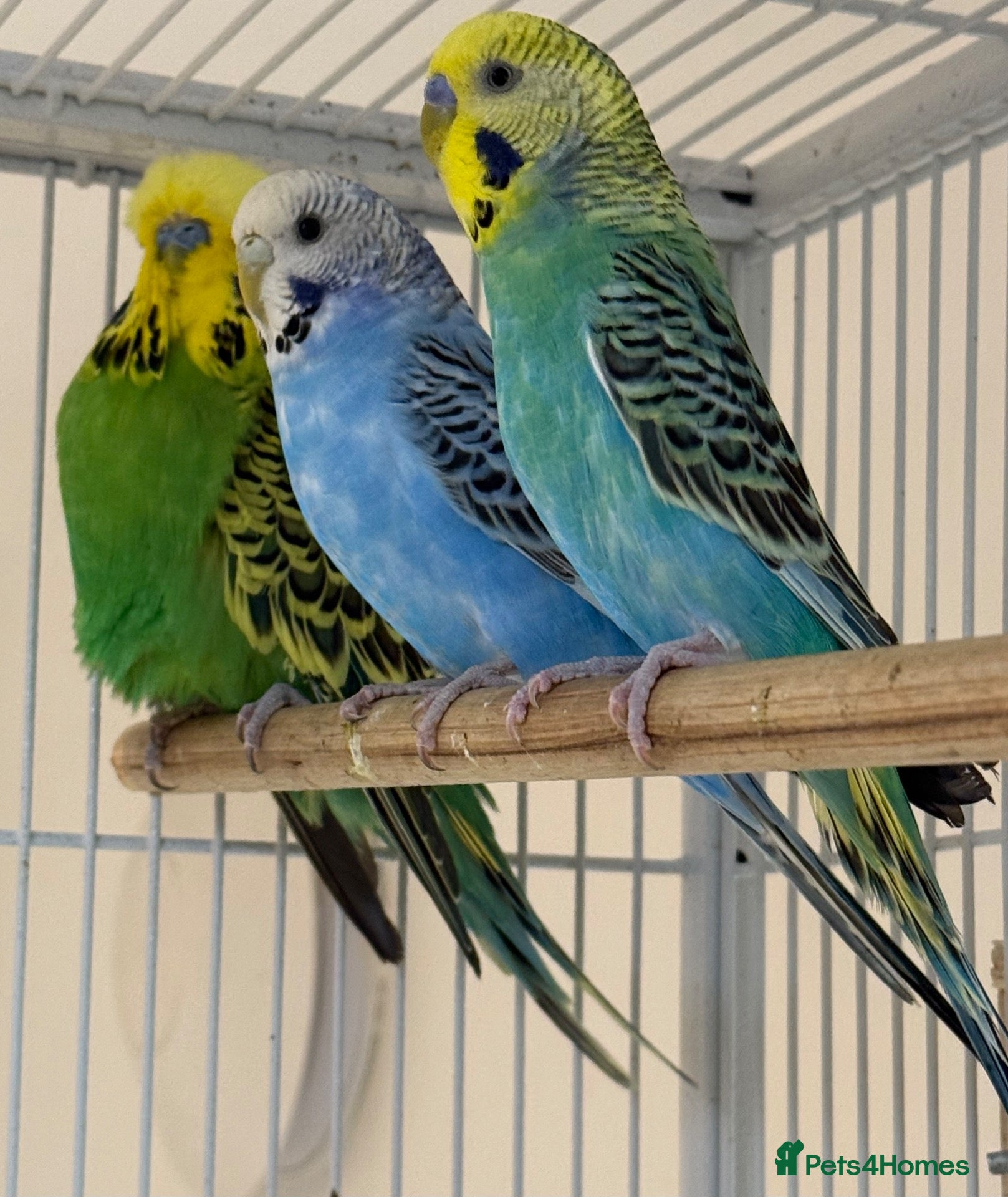 Budgerigars birds Young budgies males & females (please read ad)   - Advert 1