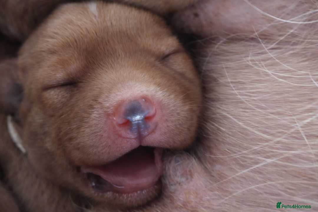 Labrador Retriever dogs for sale: KCReg FoxRed LabradorRetriver Puppies WorkingLines - Advert 1