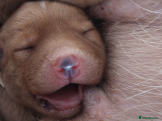 Labrador Retriever dogs KCReg FoxRed LabradorRetriver Puppies WorkingLines - Advert 6