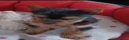 Yorkshire Terrier dogs for sale:   5 generation pedigree sertificate boy & girl  - Advert 12