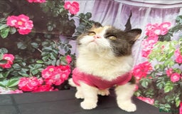 British Shorthair cats for sale: RESERVED  - Image 4
