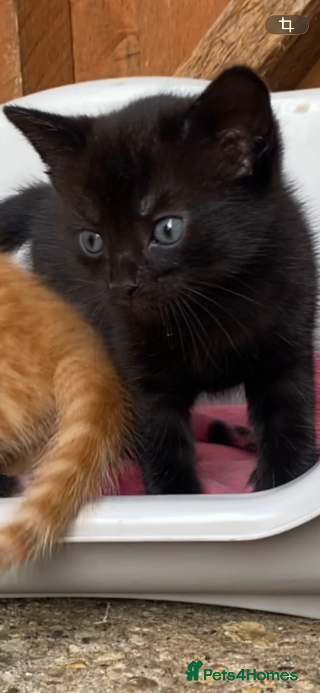 Mixed Breed cats for sale: Cute kittens - Advert 11