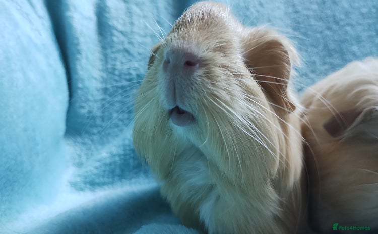 Guinea Pig rodents - Advert 12