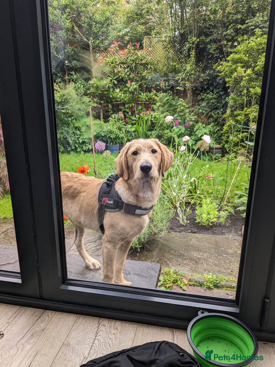 Labradoodle dogs for sale: Meet Eugene the Labra-dude - Image 3